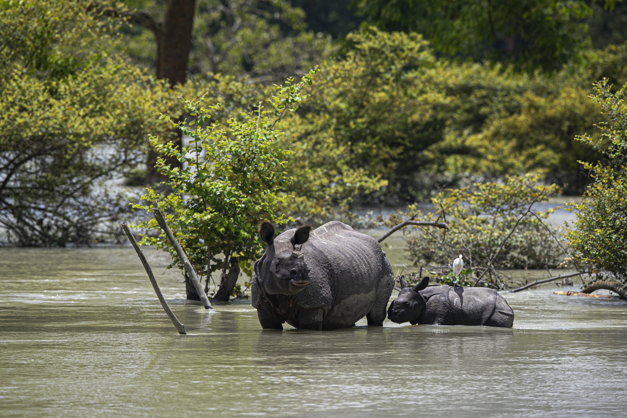 Catastrophic Floods in India Affects Millions of People and Animals